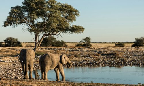 African elephants at a waterhole in Namibia, Africa